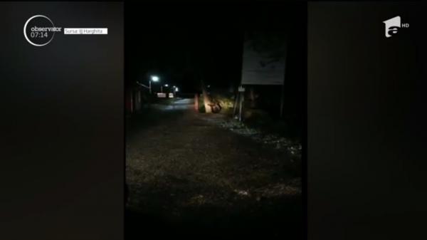 Un urs a ajuns până în curtea spitalului de Urgenţă din Miercurea Ciuc