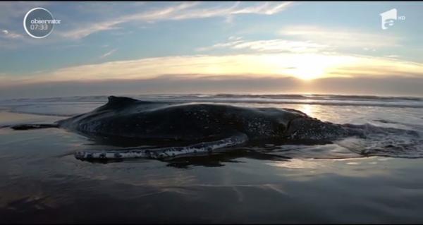 Operaţiune de amploare în Argentina. Zeci de oameni au muncit, fără întrerupere, aproape 30 de ore, pentru a salva o balenă eşuată pe o plajă