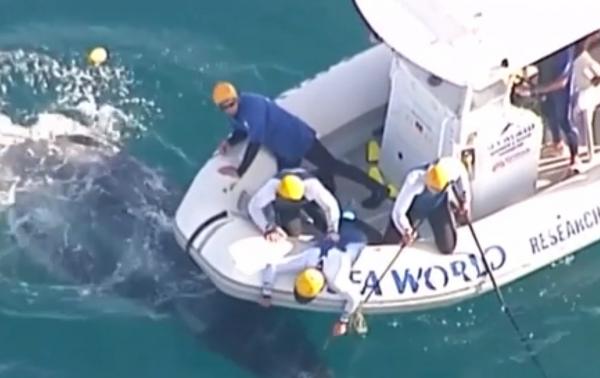 Operaţiune spectaculoasă în largul coastelor australiene. Pui de balenă, eliberat dintr-o capcană anti-rechin