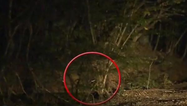 Ursoaică de 140 de kilograme, capturată la Sovata şi mutată în vârf de munte