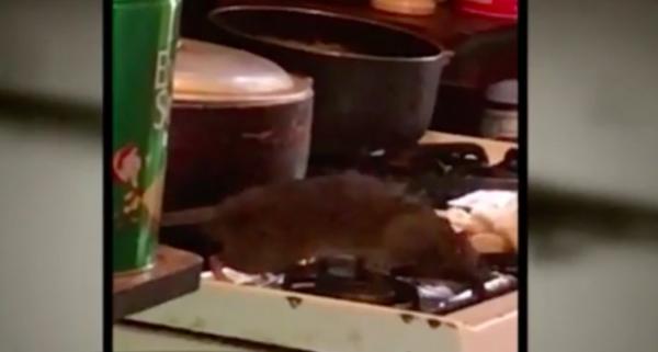 Mai multe locuinţe din New York au fost invadate de familii întregi de șobolani