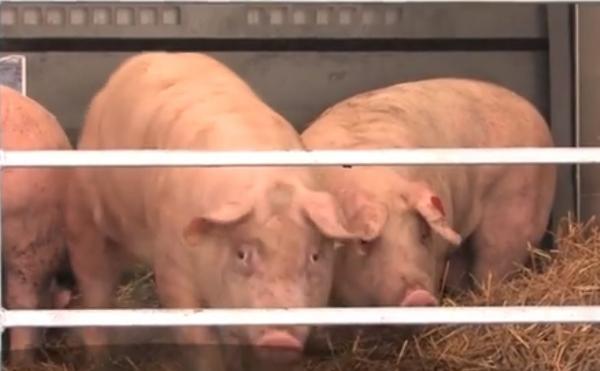 Porci santinelă, trimiși în satele unde epidemia de pestă africană a ucis mii de animale
