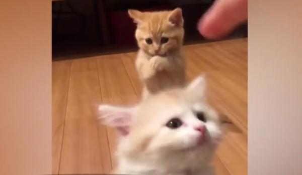 Un pui de pisică a devenit vedetă în mediul online, după ce a încercat să-și imite fratele