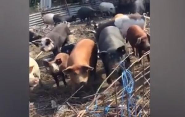 Ferme improvizate în Bucureşti. Vaci, porci şi oi cresc printre gunoaie, lângă vile de lux