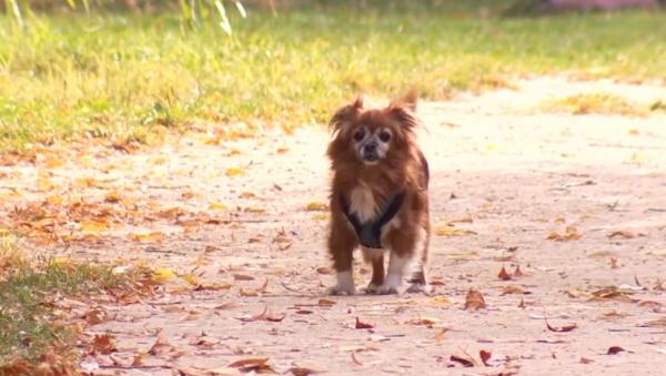 Topul celor mai potrivite rase de câini pentru apartament, conform specialiştilor