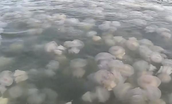 Spectacol al naturii pe litoral. Milioane de meduze au fost aduse la mal de curenții calzi