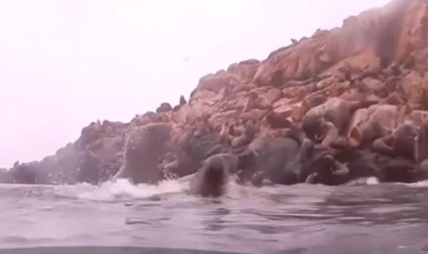 Turiștii din capitala republicii Peru înoată cu alături de leii de mare