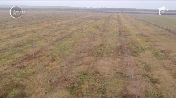 Plantaţiile de nuci forestieri ar putea deveni pădurile de aur ale României