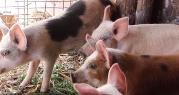 Trei cazuri de pestă porcină în Teleorman, în doar o săptămână