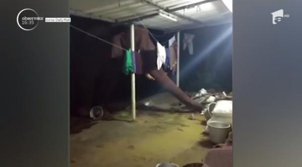 Unui fermier din India îi tot dispăreau fructele şi legumele. Camerele de supraveghere l-au dat de gol pe un elefănţel