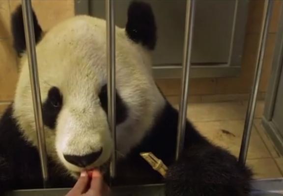 Un urs Panda de la o grădină zoologică din Austria, extrem de talentat la desen