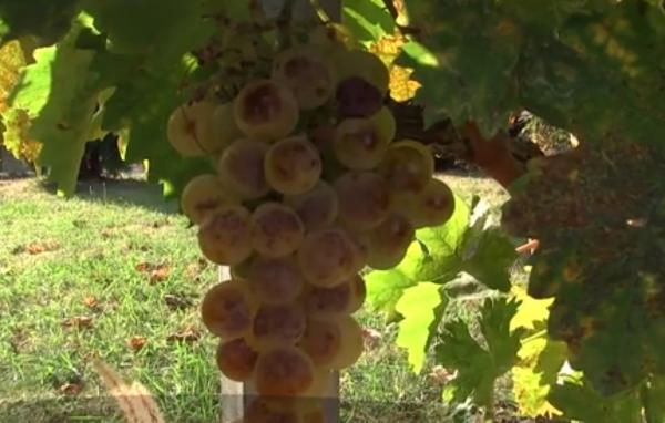 Vremea bună a grăbit culesul strugurilor în Vrancea. Producţia este foarte mare, dar mâna de lucru este puţină şi scumpă