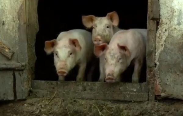 Bărbatul care a vândut porci bolnavi de pestă în Maramureş este anchetat de poliție
