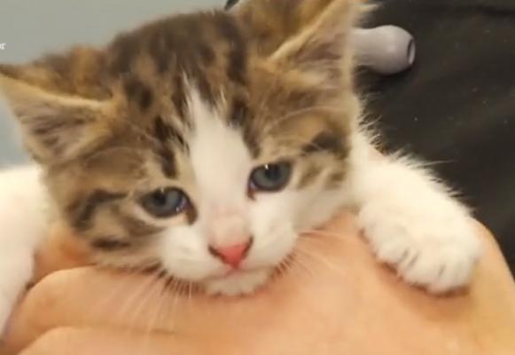Bucureştenii îşi pot steriliza pisicile sau câinii pe banii Primăriei, în 11 cabinete din Capitală