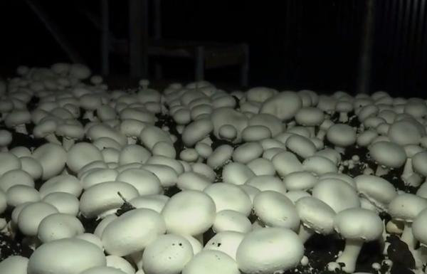 O tânără din Braşov a dezvoltat o afacere profitabilă cu ciuperci