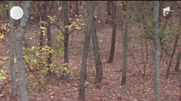 Un pădurar din Vaslui a fost bătut crunt şi ameninţat cu sabia de mai mulţi hoţi de lemne, după ce i-ar fi prins la furat