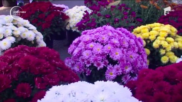Chiar dacă nu au cel mai puternic miros, crizantemele sunt considerate cele mai nobile flori din lume, după trandafir