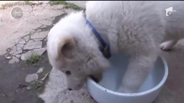 O pisică, vedetă în mediul online după ce a adoptat doi pui de câine