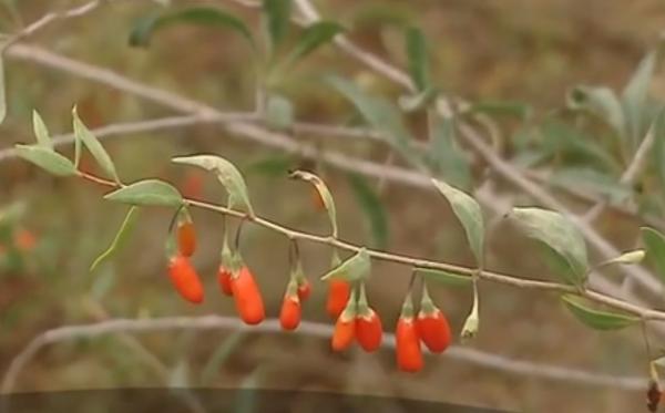 Un inginer şi-a lăsat meseria pentru o afacere de succes cu goji şi aronia