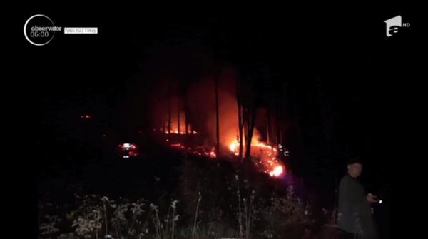 Un incendiu a mistuit patru hectare de pădure în Timiș. Autoritățile au mobilizat forțe impresionante