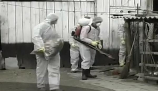 După epidemia pestei porcine, România este pândită de un nou pericol: gripa aviară
