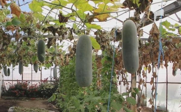 Pepenele de iarnă, noul fruct care i-ar putea cuceri pe români