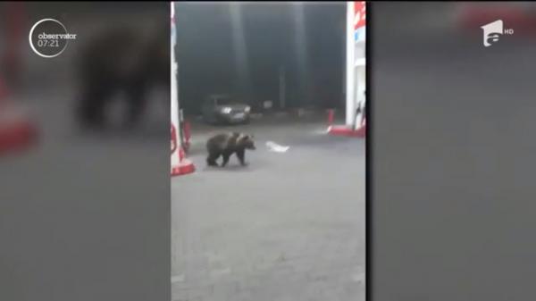Doi urşi, filmaţi într-o benzinărie din Sinaia, printre pompele de alimentare (Video)