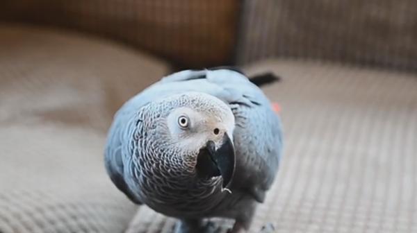 Bărbat păcălit de papagal a chemat pompierii și le-a spus că îi arde casa