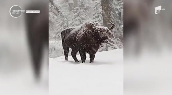 Un zimbru a fost filmat în Parcul Natural Vânători Neamţ