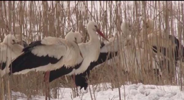 Barză care a uitat să plece spre țările calde, salvată de doi alpiniști din Codlea