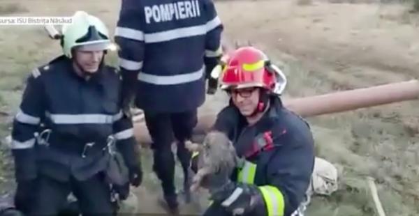 Un cățel l-a salvat pe un altul, ajutat de pompierii din Bistrița-Năsăud