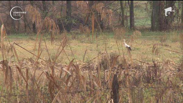 Tot mai multe berze aleg să nu migreze. Autorităţile din Deva încearcă să le captureze, însă în zadar