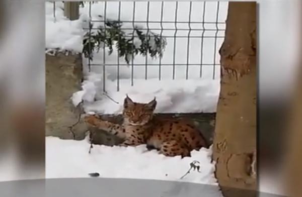 Imagini rare cu un pui de râs, surprinse la marginea pădurilor Ocolului Silvic Târgu Ocna