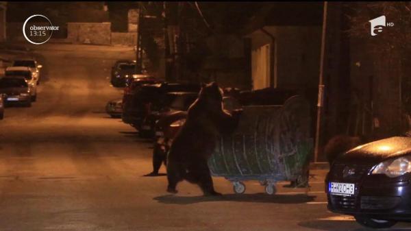 Foamea a scos, din nou, urşii din pădure. O femelă, împreună cu trei pui, a ieşit pe străzile din Buşteni, în căutare de hrană