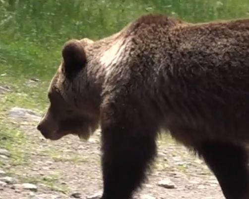 Locuitorii de la munte, terorizaţi de sălbăticiuni. Urşii nu au intrat, încă, în hibernare