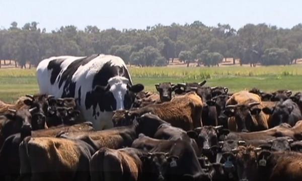 Taur din Australia, cruțat datorită dimensiunilor nemaiîntâlnite