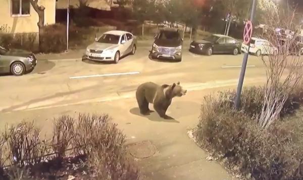 Ursul care a panicat oamenii de lângă un mall din Brașov, filmat și în alt cartier din oraș