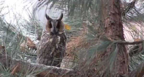 Câteva bufniţe s-au mutat peste iarnă în curtea Bibliotecii Judeţene din Focşani