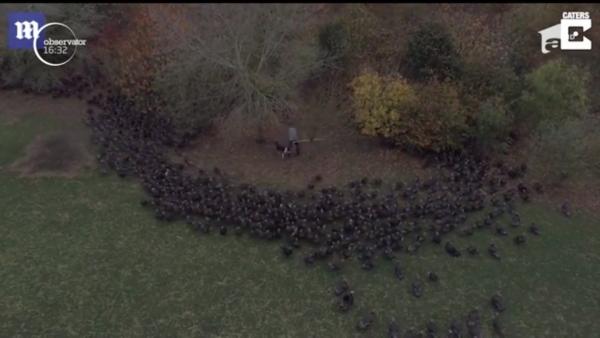 Câinii unui fermier din Marea Britanie, filmaţi cum ghidează curcanii la adăpost (Video)