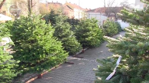 În pieţele din Arad au apărut primii brazi de Crăciun. Preţurile sunt mai mici ca anul trecut