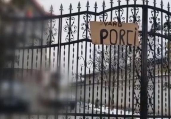 În zonele afectate de pestă porcină, carnea se vinde sub nasul autorităţilor