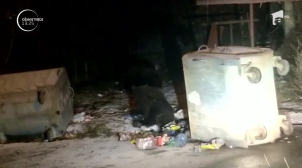 Usoaică flămândă, filmată în cartierul Cezar Petrescu din Bușteni