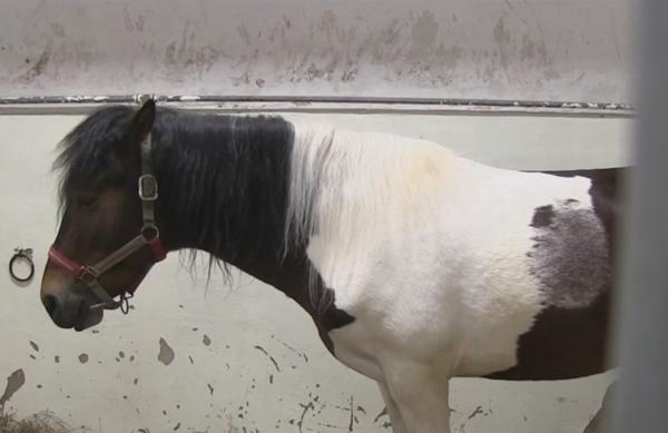 Mobilizare a studenților din Cluj, pentru a salva un cal bolnav