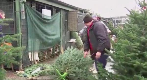 Comercianţii de brazi din Iaşi sunt dispuşi să negocieze oricât cu clientul pentru a nu rămâne cu pomii nevânduţi