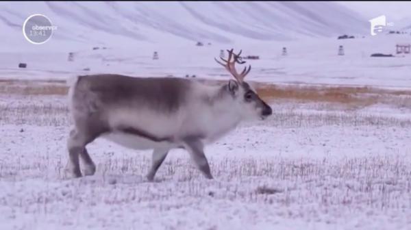 Ajutoarele lui Moş Crăciun sunt în pericol de dispariţie! Populaţia de reni a scăzut la mai puţin de jumătate