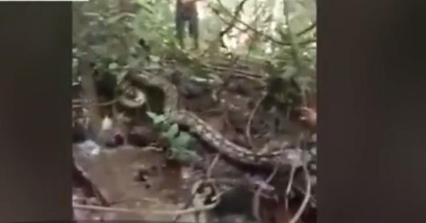 Imagini surprinzătoare în Indonezia. Câţiva săteni s-au luptat din răsputeri cu un piton lung de aproape opt metri