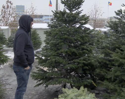 Crăciun 2018. Cum să alegi bradul perfect