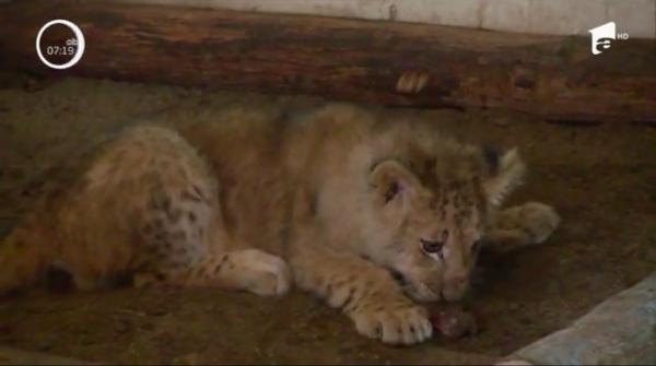 Puiul de leu confiscat de la nişte tineri care voiau să-l vândă a fost mutat la Grădina Zoologică din Târgu Mureş