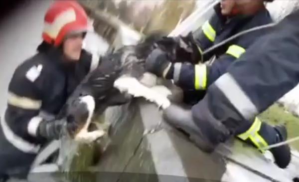 Intervenţie emoţionantă în judeţul Tulcea. Cinci pompieri au salvat în ultimul moment un câine care căzuse într-un lac