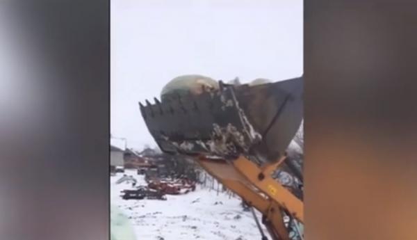 Nou focar de pestă porcină, confirmat într-o comună din Dâmboviţa